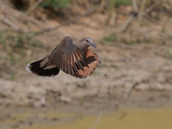 Verreauxs duif (Leptotila verreauxi)